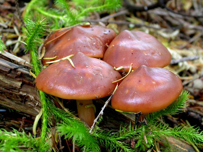 Phaeocollybia ammiratii